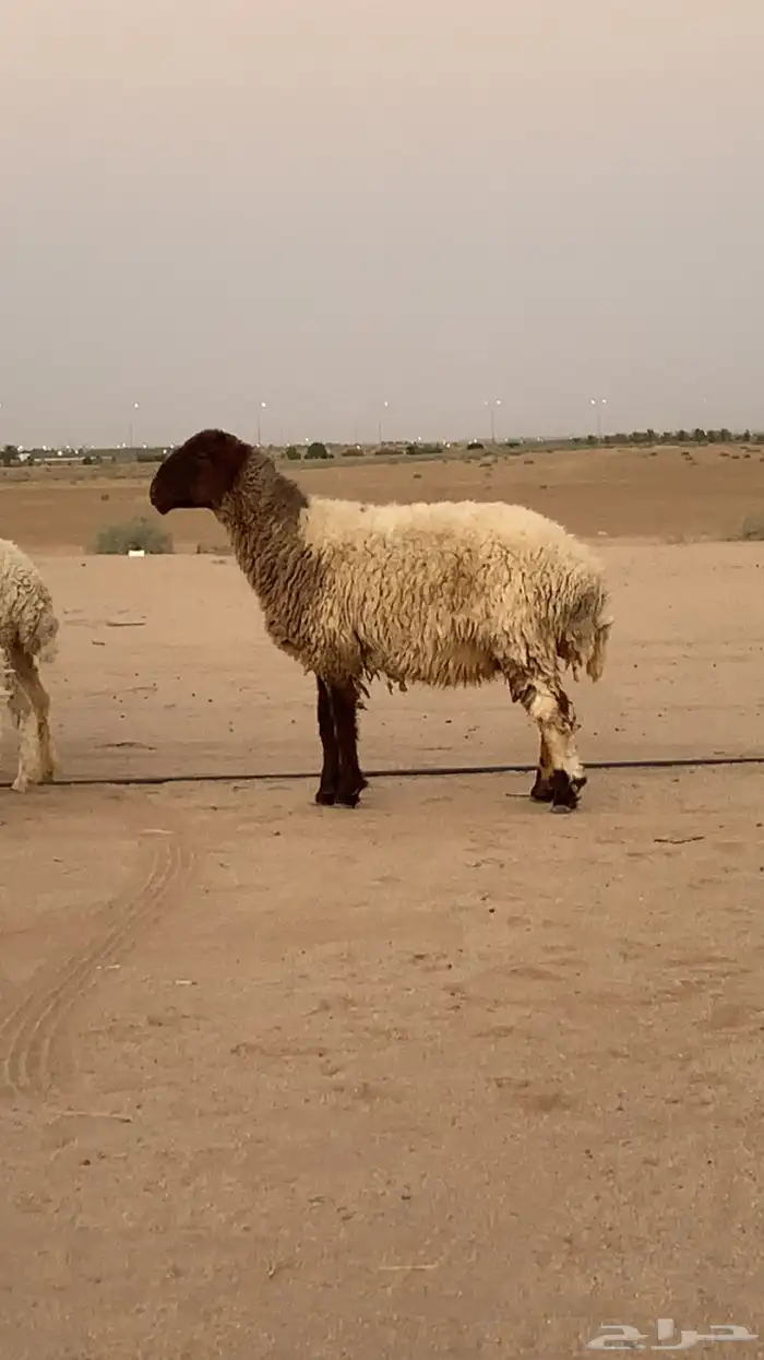 نعيمية رباعية صنف للبيع 0