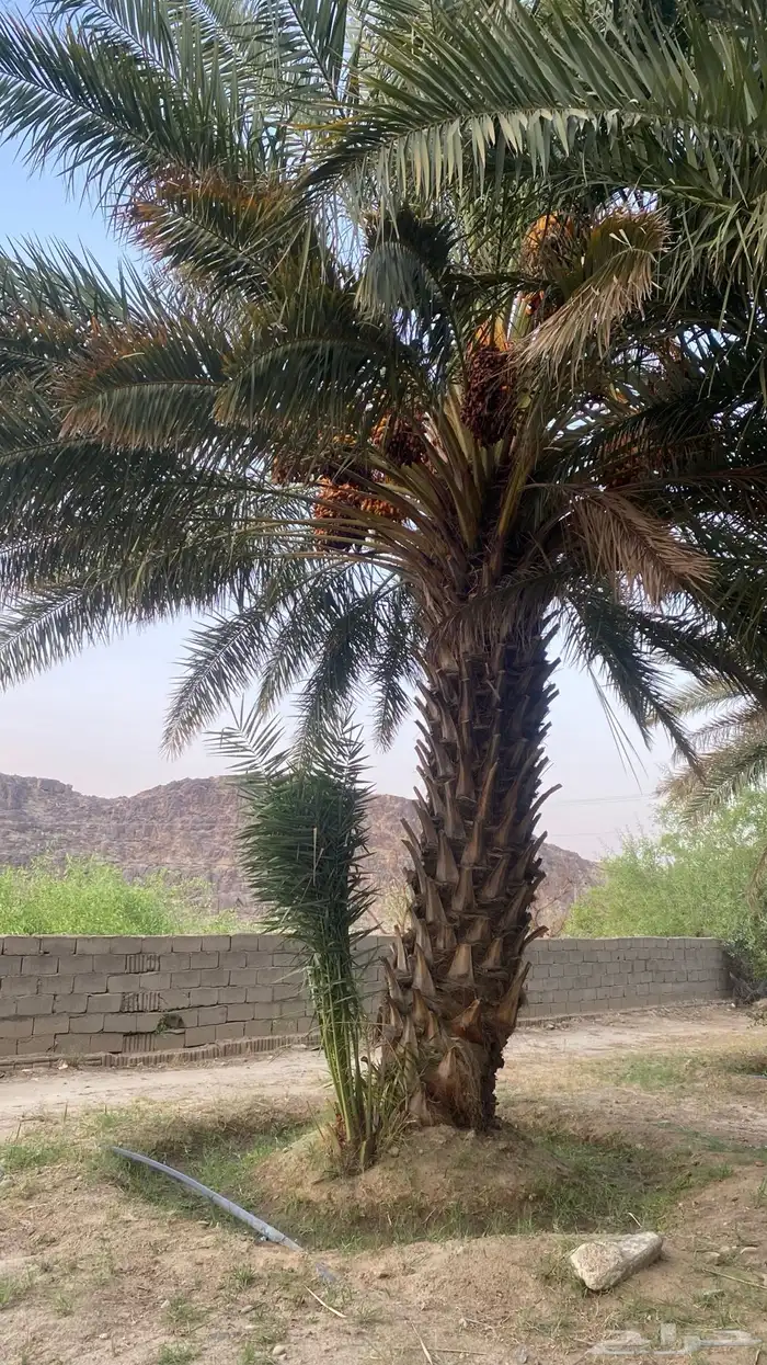 جثايث نخل صفري 2
