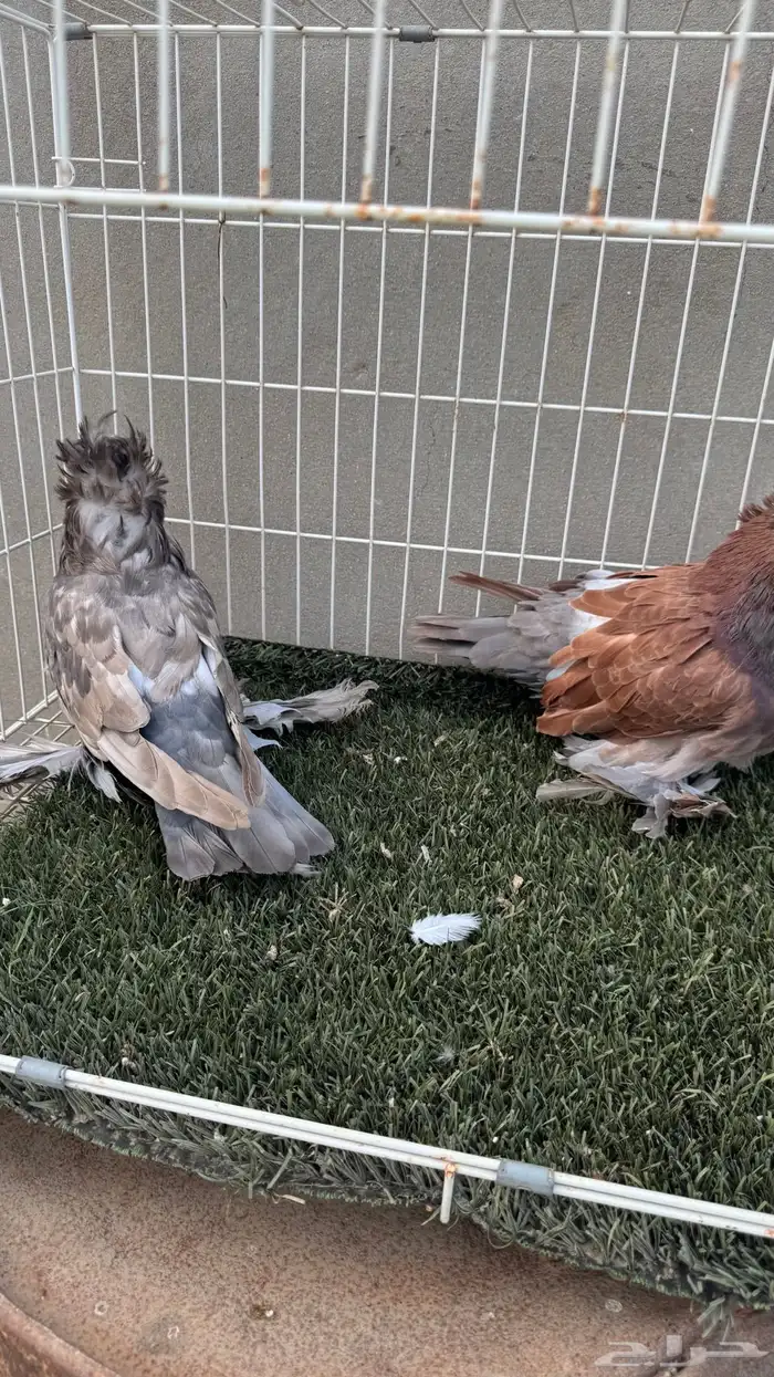 حمام بخاره 5