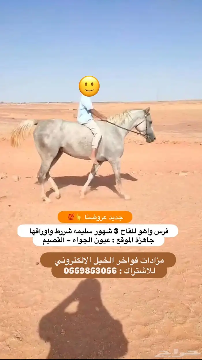 فرس واهو للقاح ومعسوفه 0