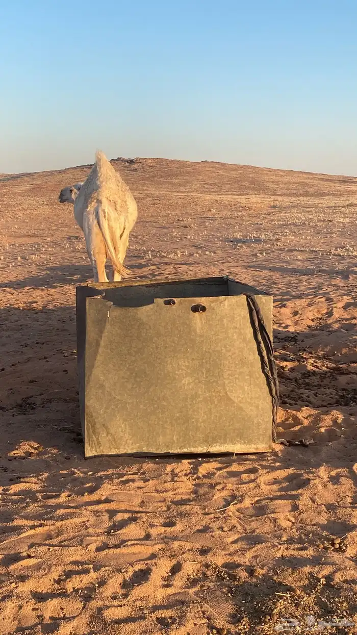 قعود 1