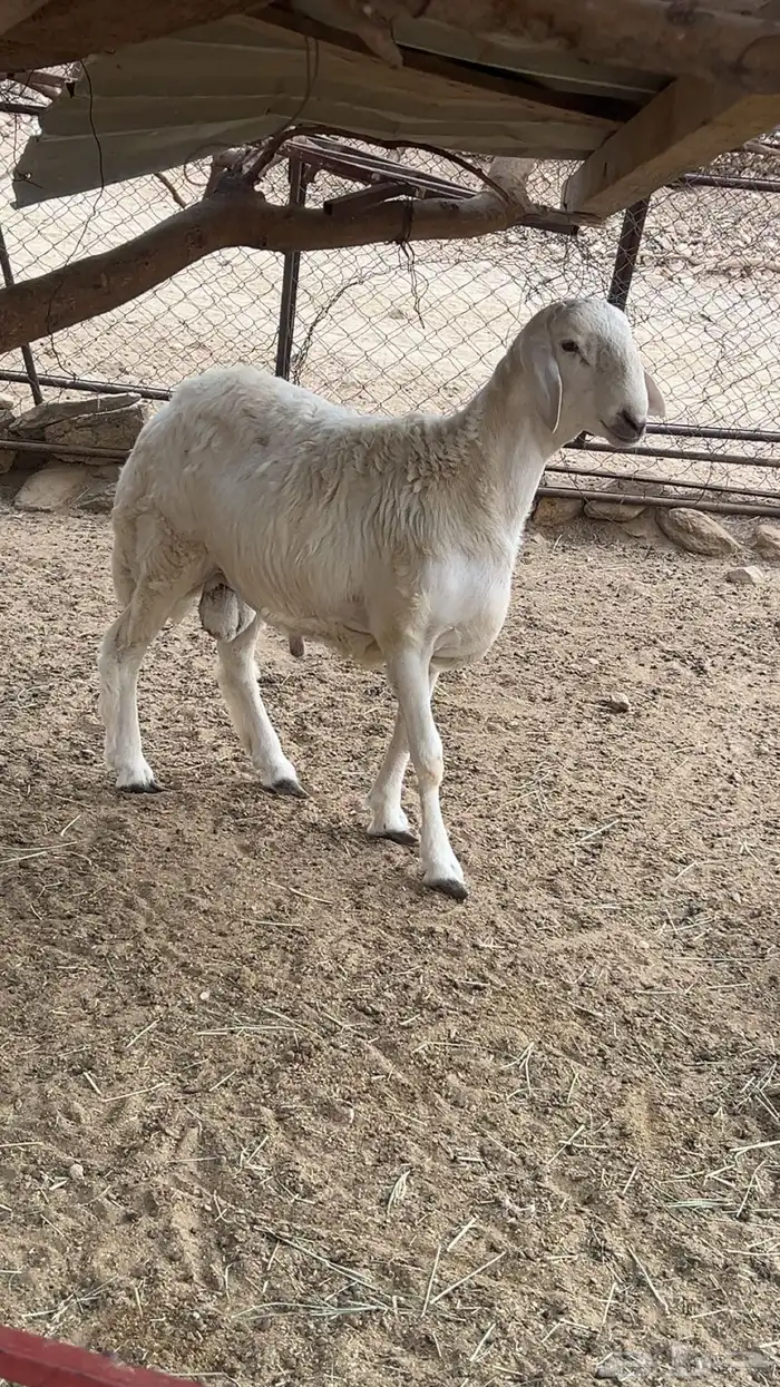 مشروع فحل العمر 6شهور 0