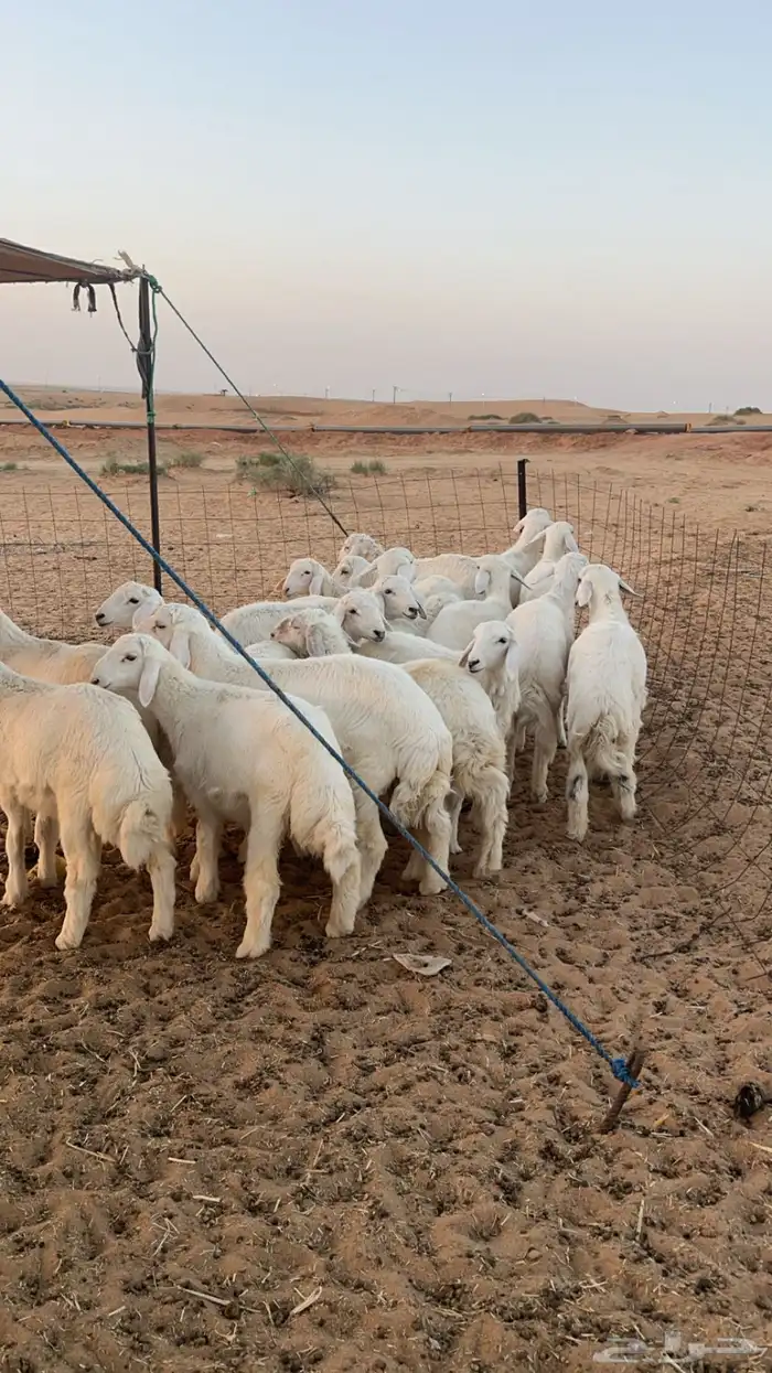 بهم حري فاخر 1