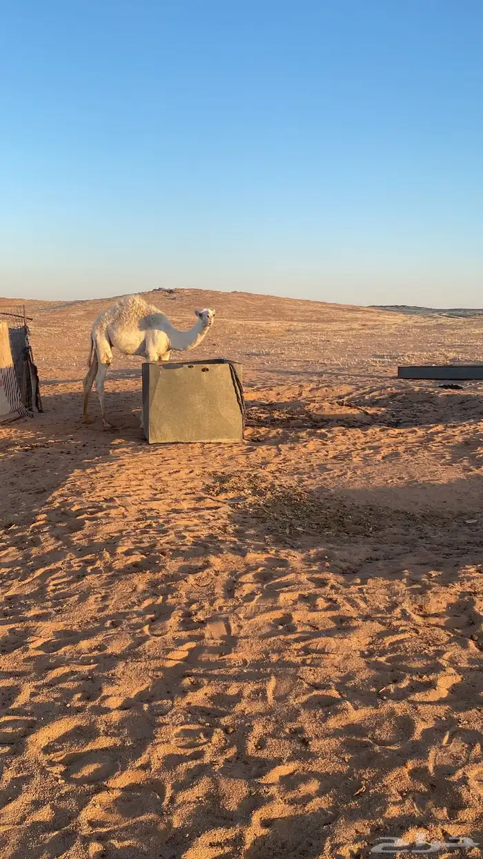 قعود 2