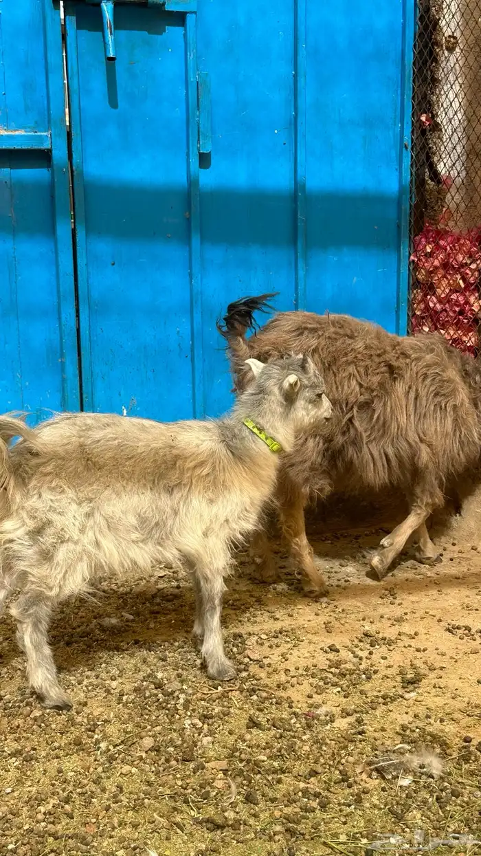 ماعز قزمي صنف مطور مع تركي 0