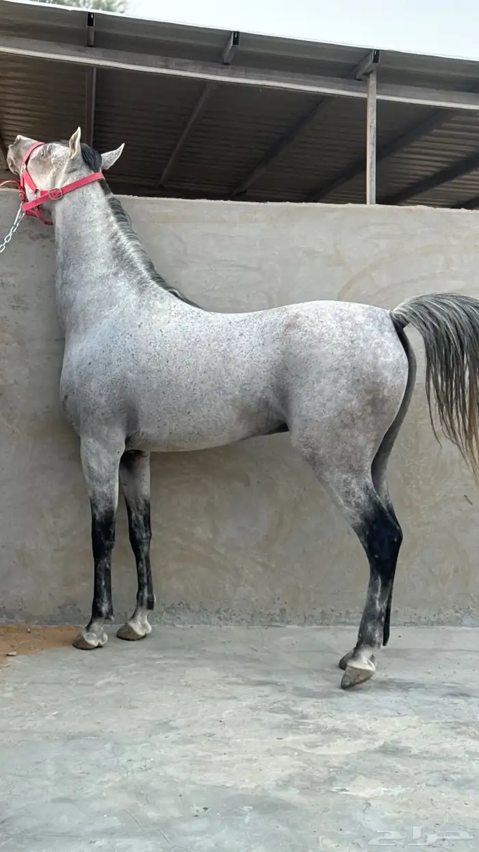 حصان واهو مكس جمال ركوب 0
