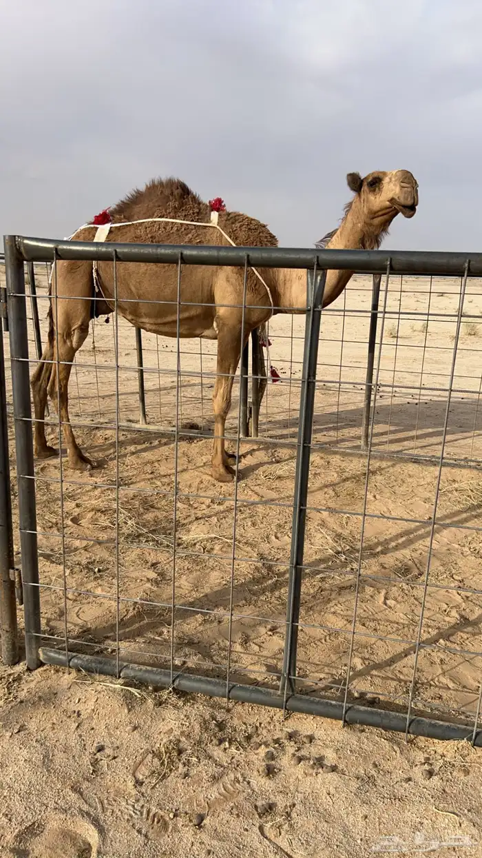 خلفه ثنيه معها بكره 2