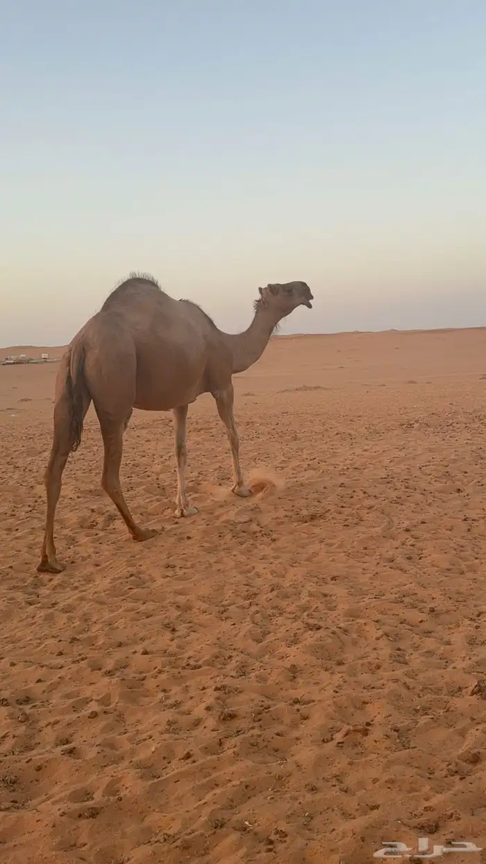 ناقه حمرا مجاهيم 2
