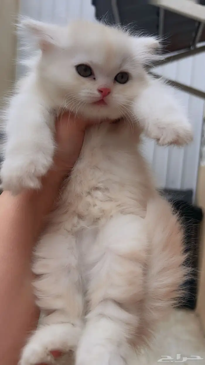 قطط شهرين للبيع 4