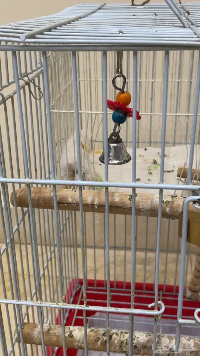 قفص ببغاء 3