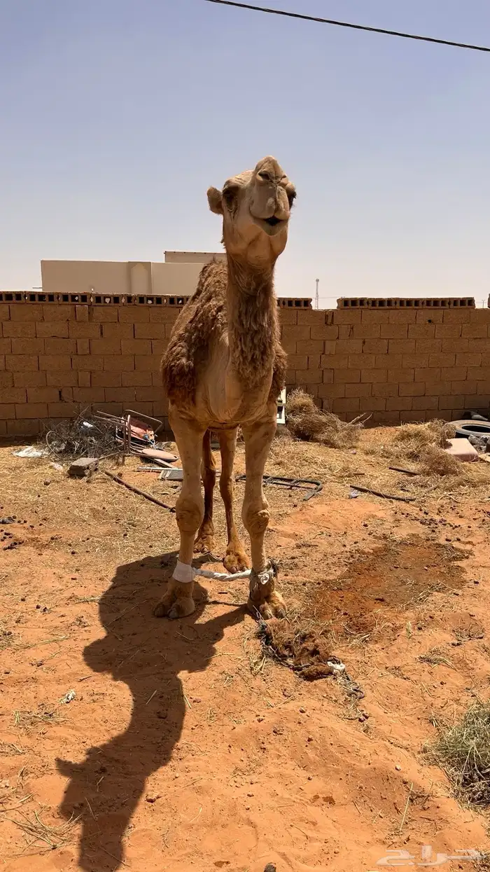 قعود 2