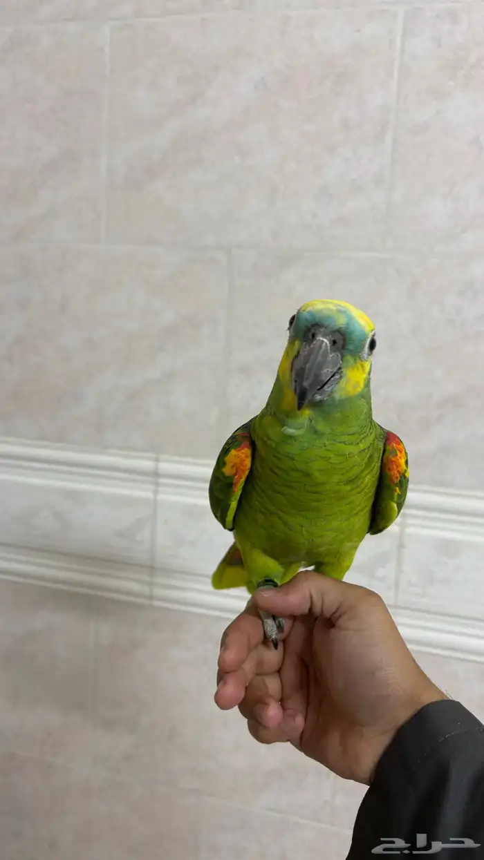 ببغاء 0