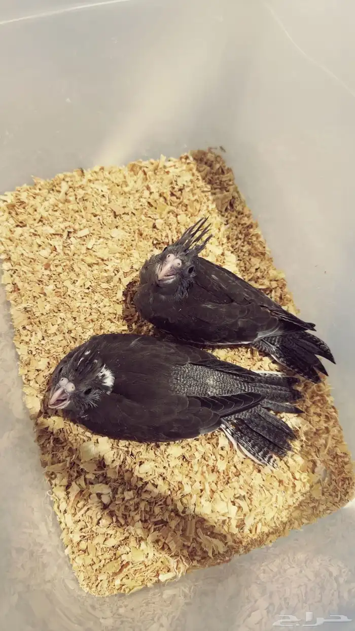 فرخ كروان وايت فيس اسبلت ريسسف 2