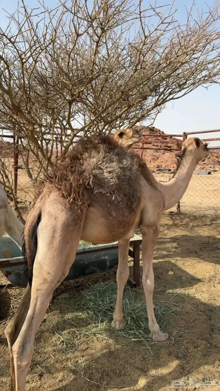 قعدان حشوان 3 2