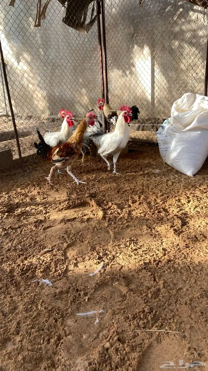 ديك بلدي العمر من خمس شهور إلى ست شهور 1