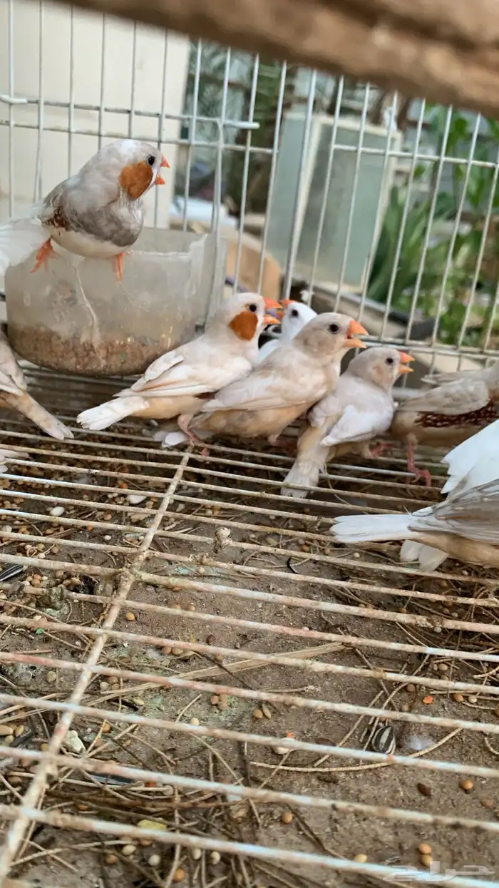 للبيع اجواز زبرا 0