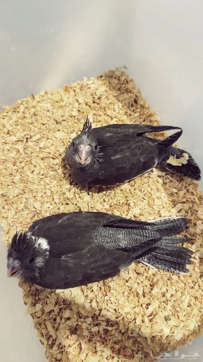 فرخ كروان وايت فيس اسبلت ريسسف 3