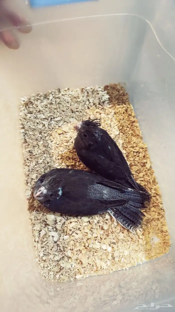 فرخ كروان وايت فيس اسبلت ريسسف 1