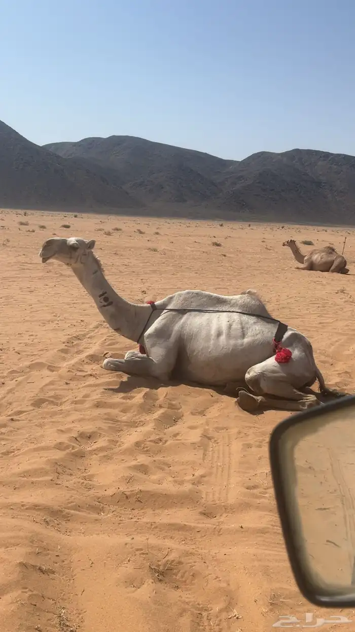 خلفه عليانيه تحتها بكره أبوها الأرخم بعير فنجال الشيباني 2