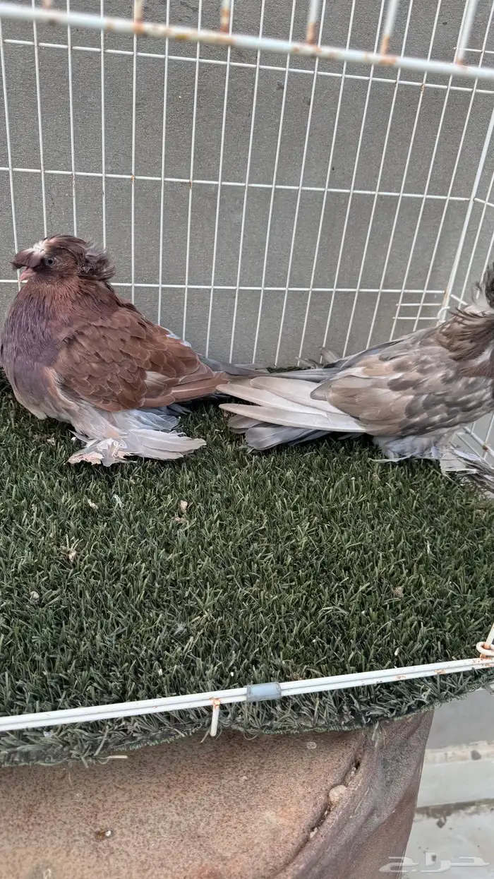 حمام بخاره 6