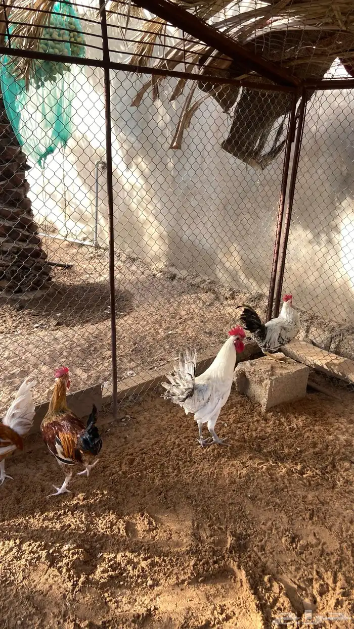 ديك بلدي العمر من خمس شهور إلى ست شهور 0