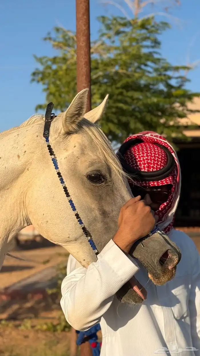 حصان عربي اصيل 2