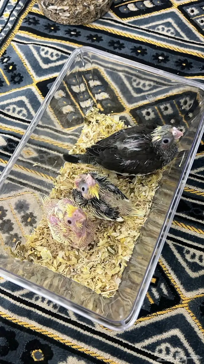 فروخ كروان 0