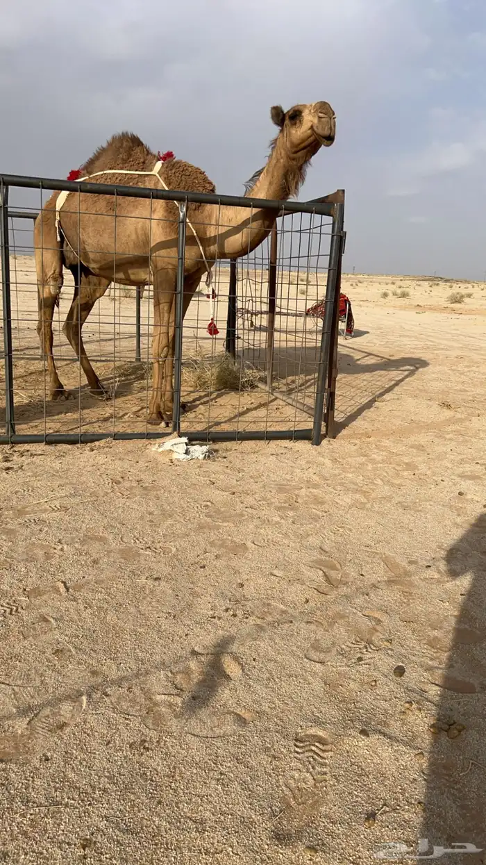 خلفه ثنيه معها بكره 0