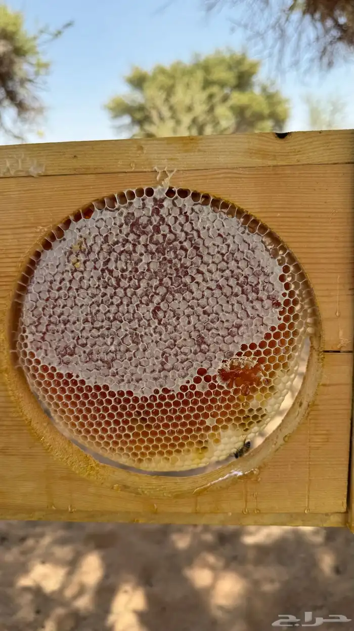 للبيع عسل طلح حايل فرزه اولى مشروط شغلي انا 2