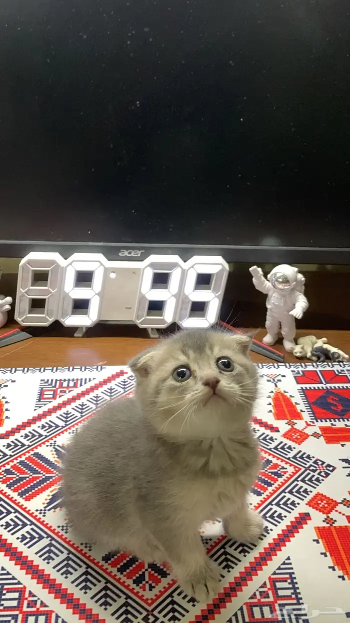 كيتن سكوتش فولد 0