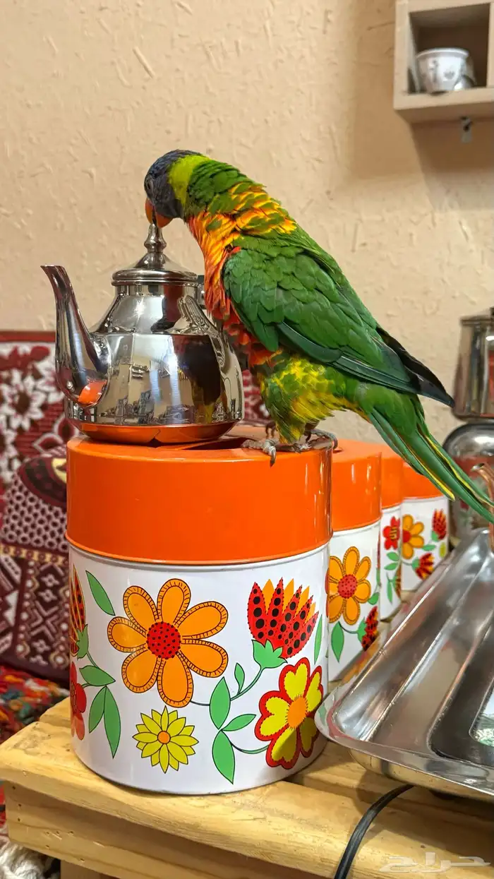 ببغاء اللوري 3
