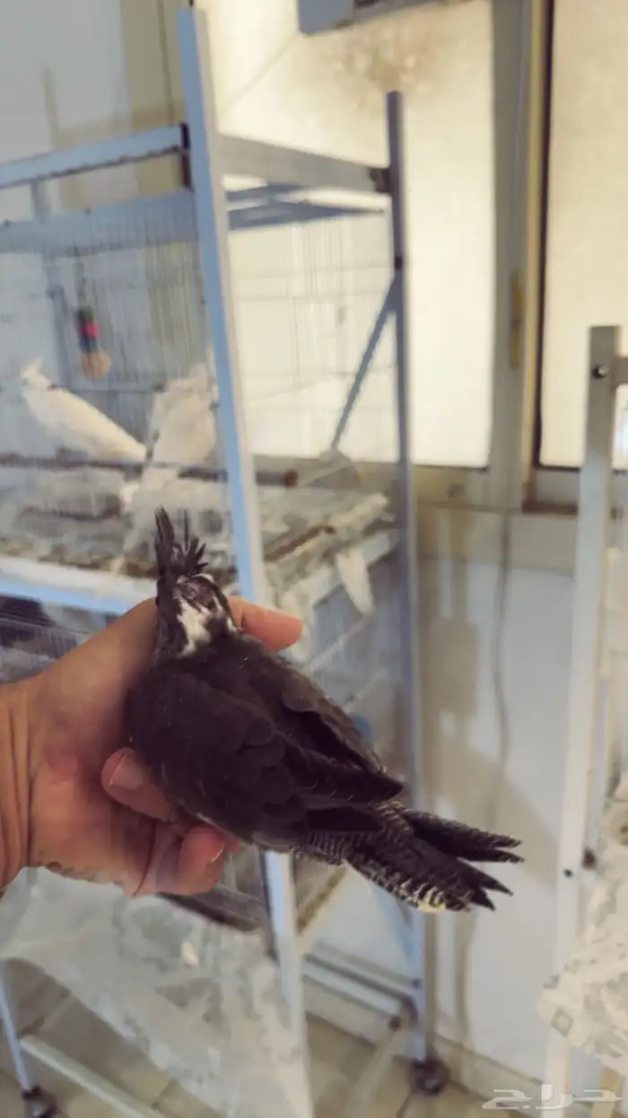 فرخ كروان وايت فيس اسبلت ريسسف 4