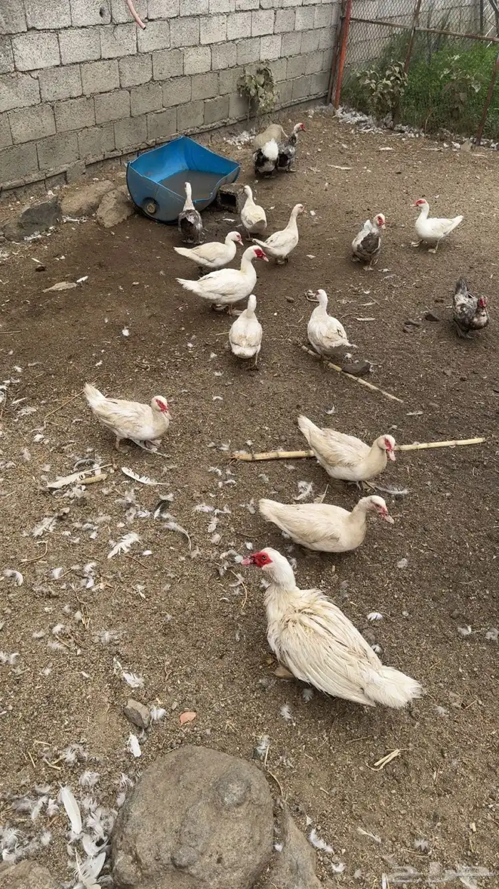 وز وبط بلدي 4