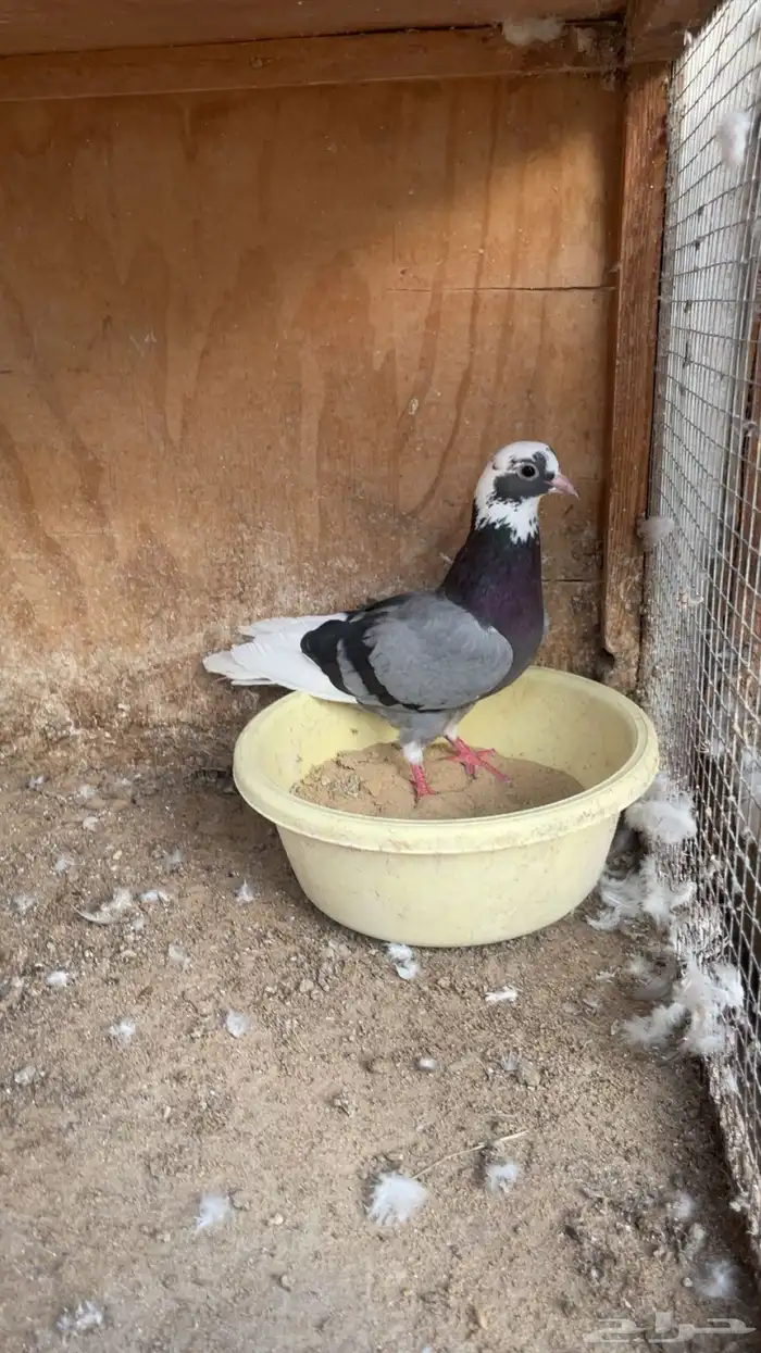 حمام جوزين قطايف 1