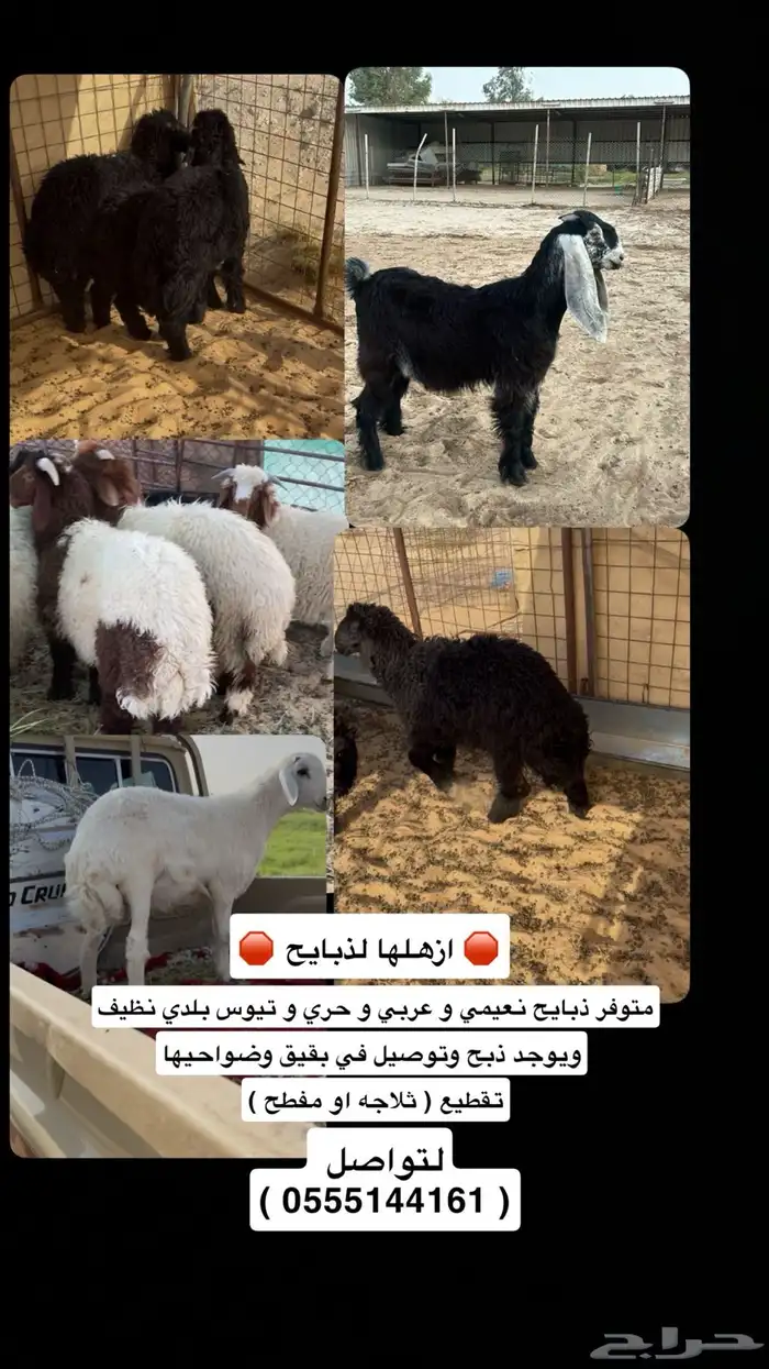ذبيحتك توصل باب بيتك 0