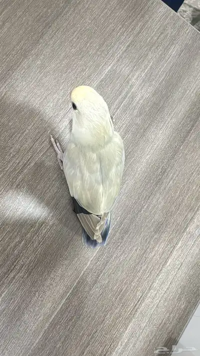 يوجد طير روز نص ولافه الوان مميزه 4