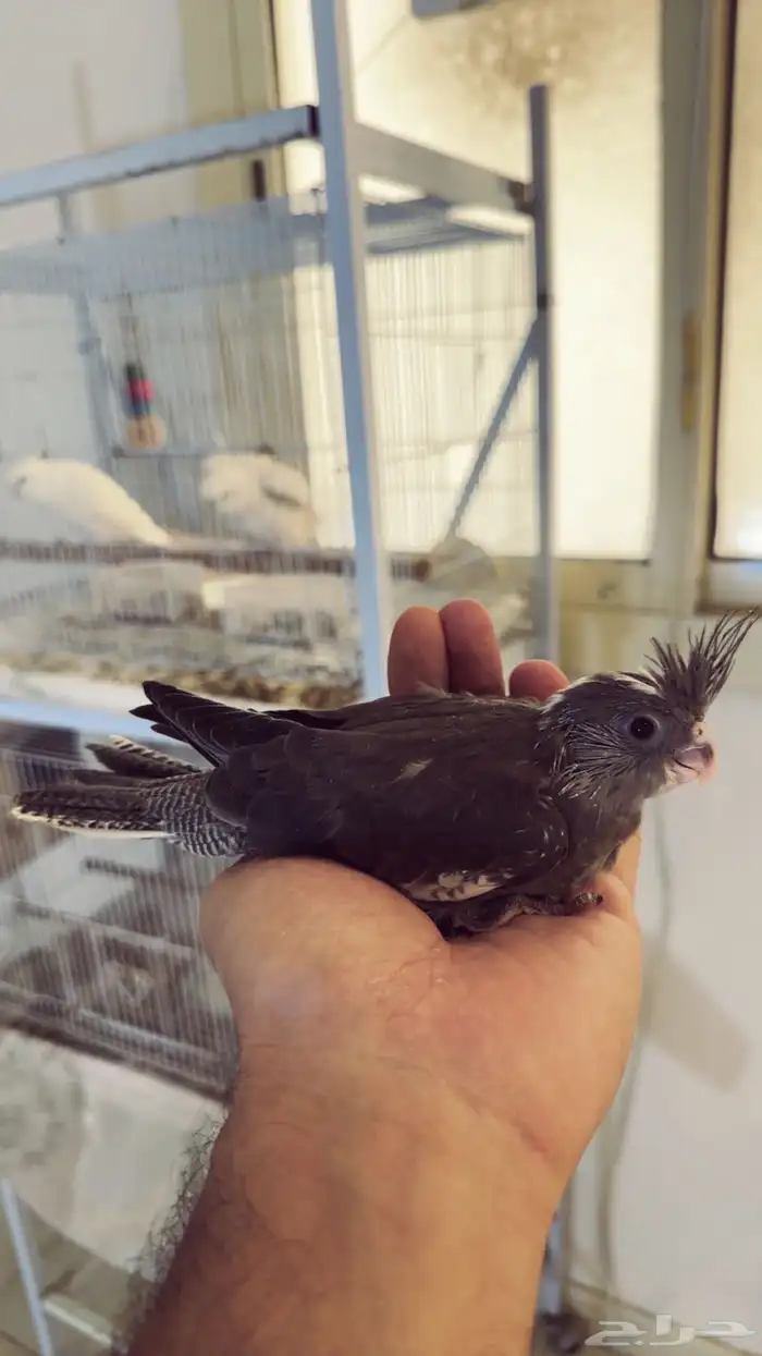 فرخ كروان وايت فيس اسبلت ريسسف 0