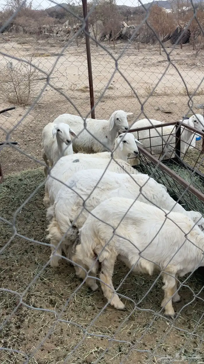 خرفان للبيع العدد 7 1