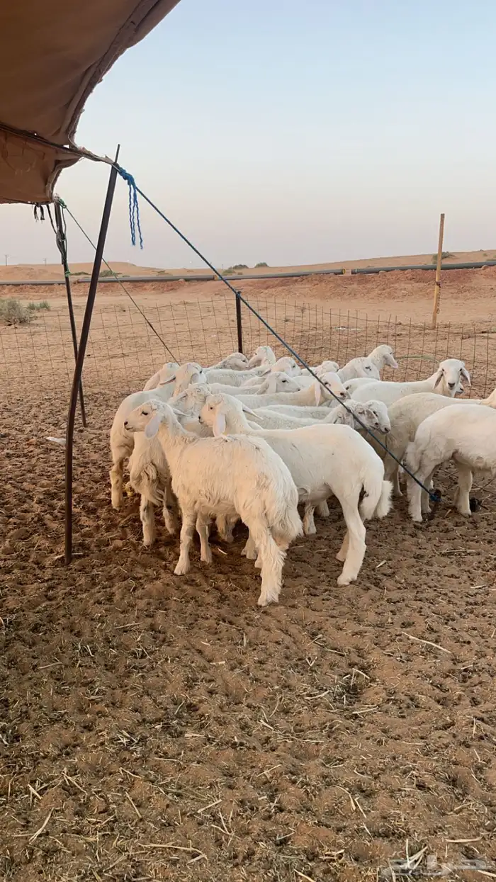 بهم حري فاخر 0