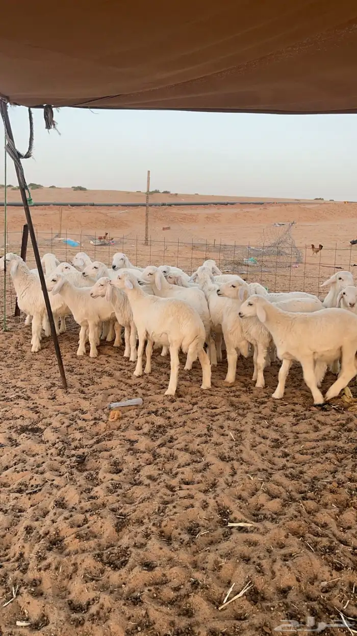 بهم حري فاخر 2