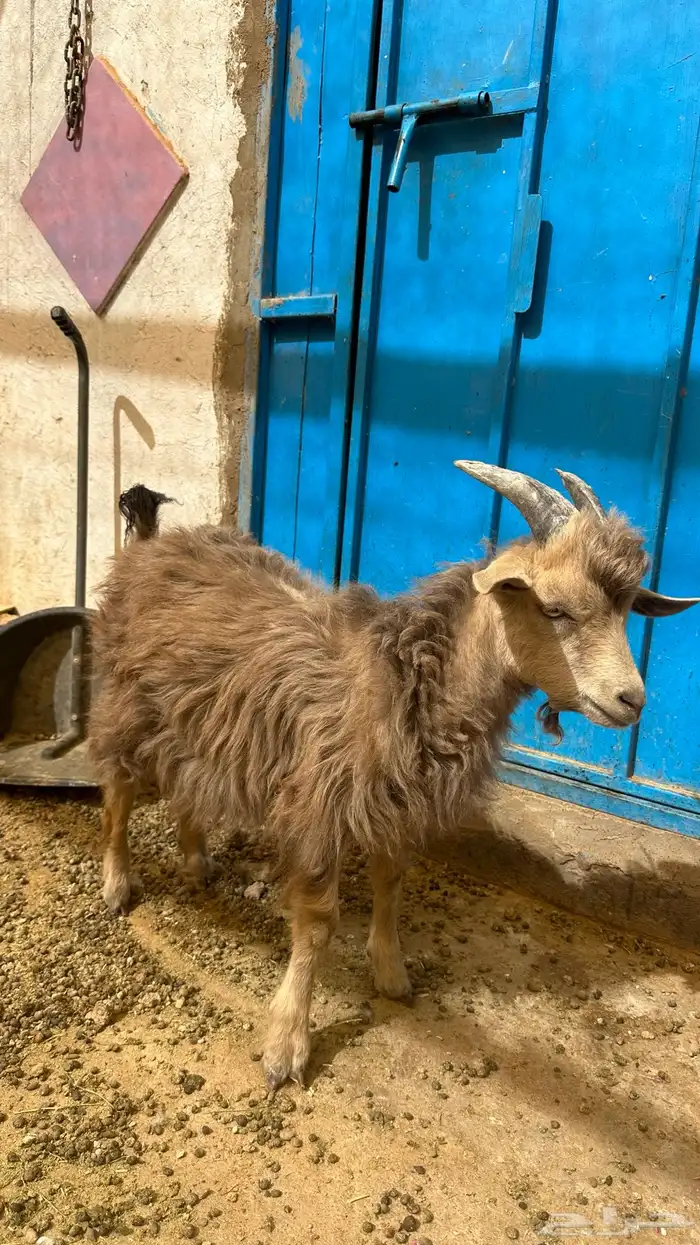 ماعز قزمي صنف مطور مع تركي 1