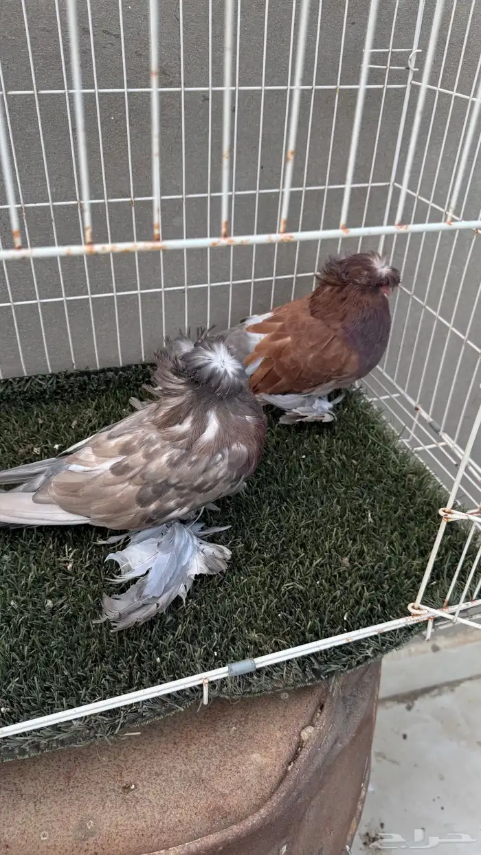 حمام بخاره 1