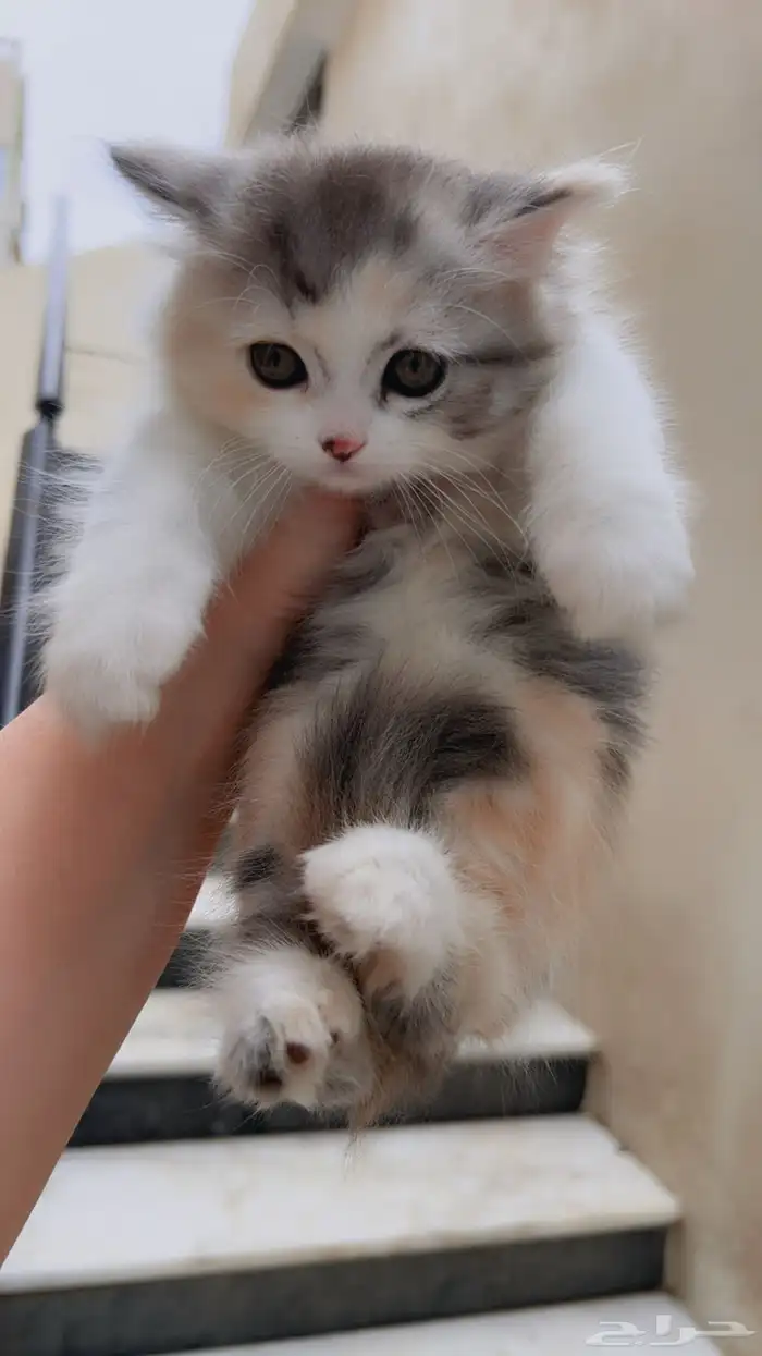قطط شهرين للبيع 1