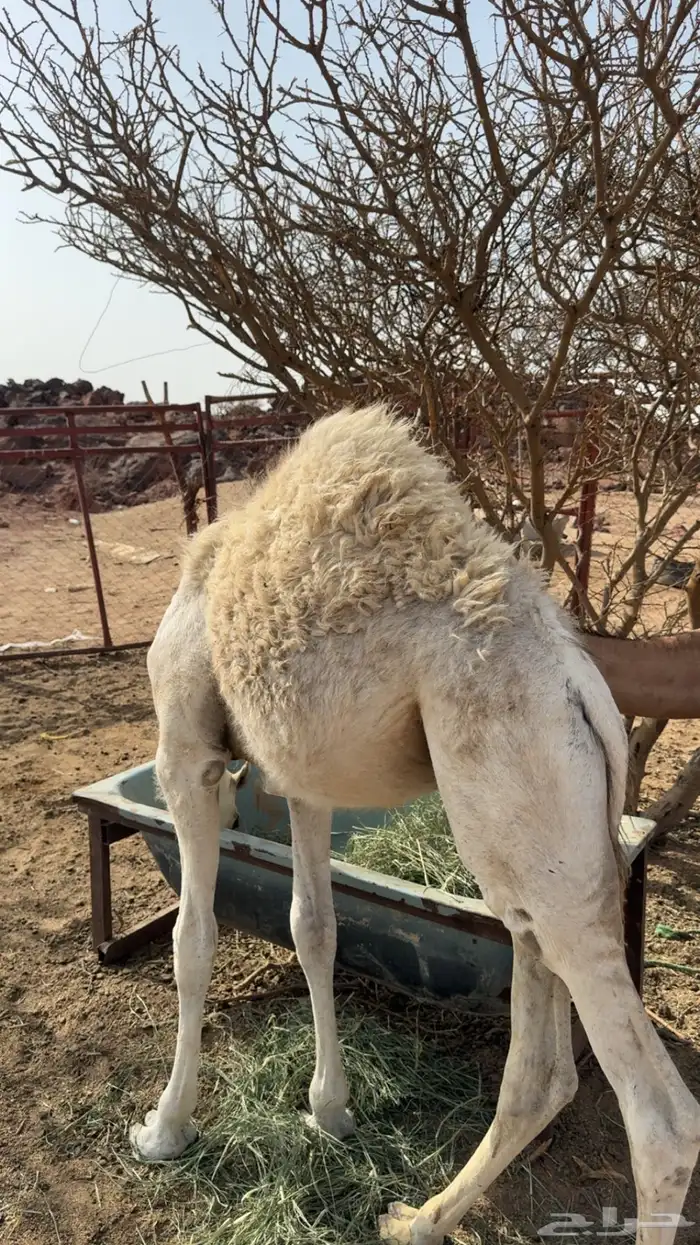 قعدان حشوان 3 0