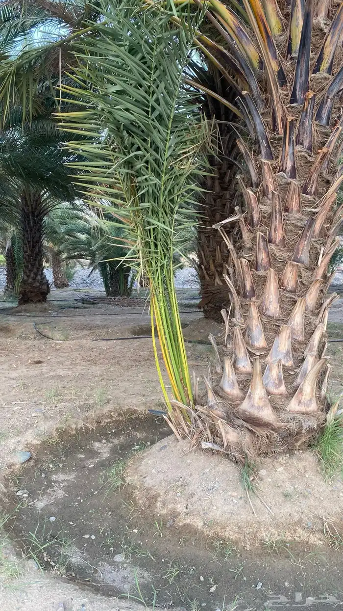 جثايث نخل صفري 1