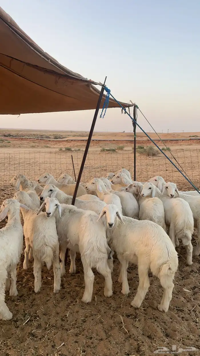 بهم حري فاخر 4