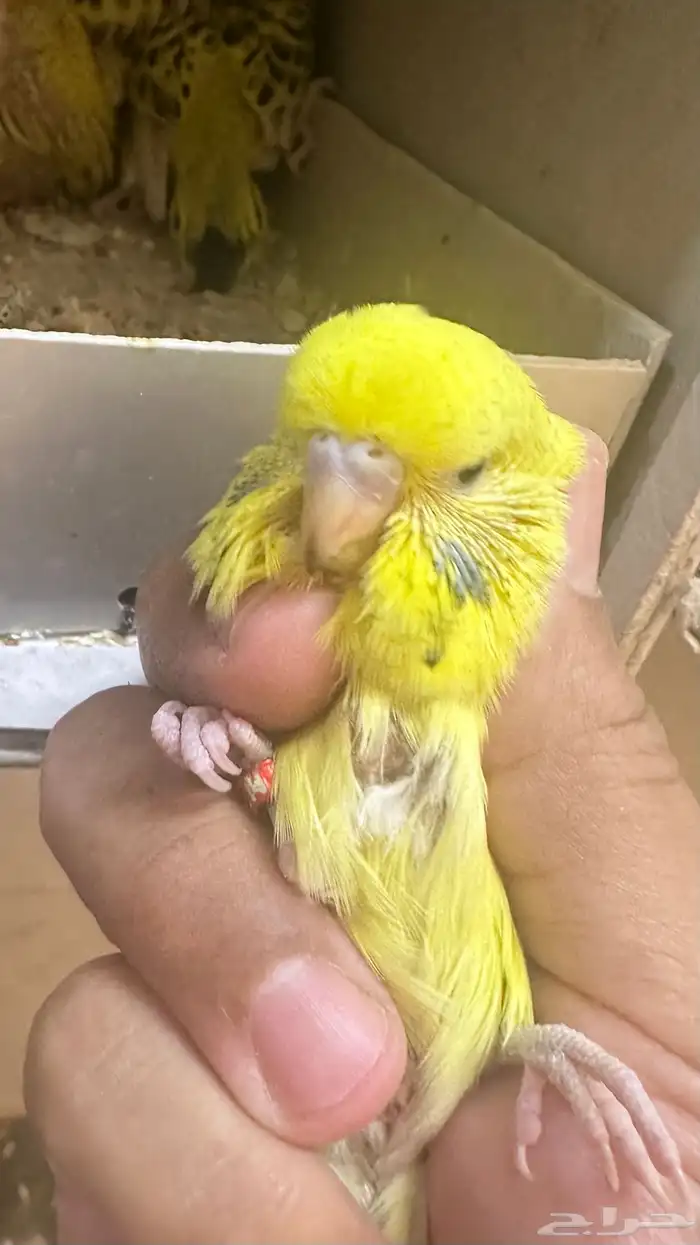 للبيع جوز بادجي طفره التكساس جانبو منتج 8