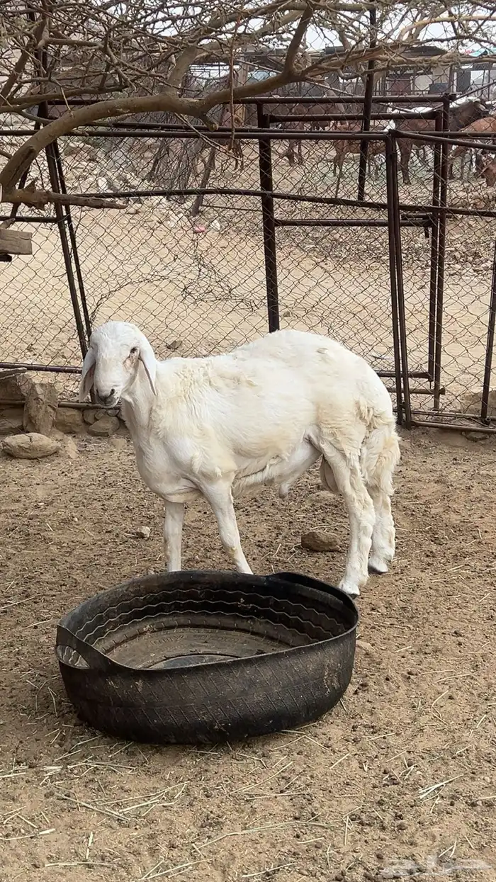 مشروع فحل العمر 6شهور 1