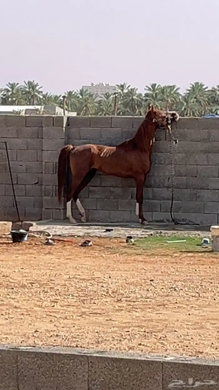 حصان كفو شعبي 2