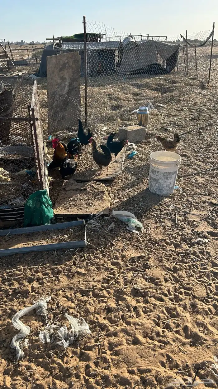 دجاج 2